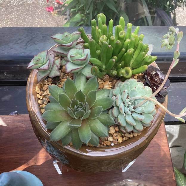 Ceramic bowl planter filled with assorted green succulents and pebbles arranged in a compact garden display.