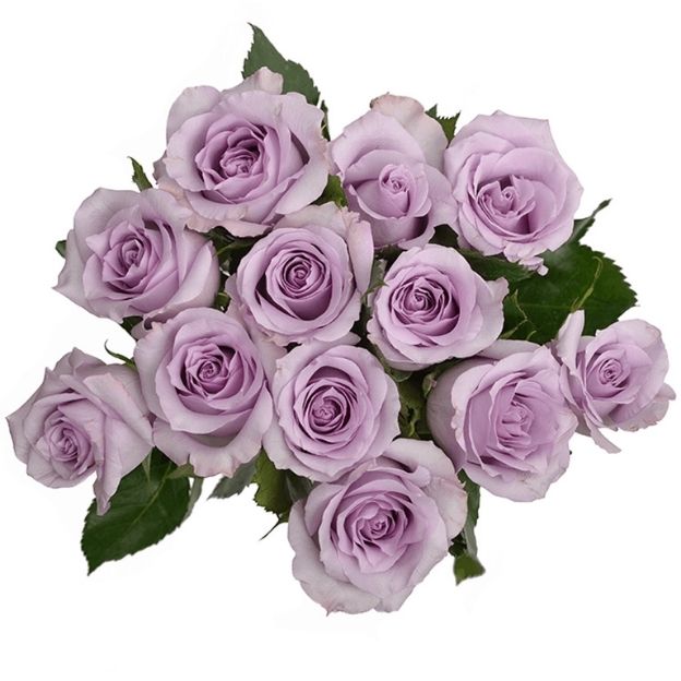 A bouquet of twelve light lavender roses with green leaves, arranged closely together on a white background.